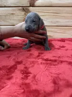 Red AKC, a male Weimaraner for sale in Earlville, NY – 3 of 7