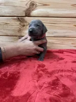 Red AKC, a male Weimaraner for sale in Earlville, NY – 4 of 7