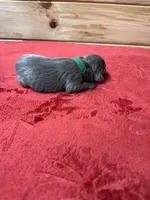 Green, a male Weimaraner for sale in Earlville, NY – 2 of 2