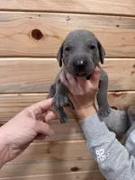 Red AKC, a male Weimaraner for sale in Earlville, NY – 6 of 7