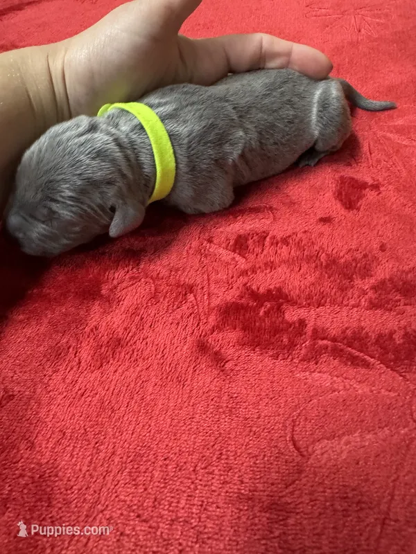 Lime Green, a male Weimaraner for sale in Earlville, NY – 1 of 2
