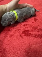 Lime Green, a male Weimaraner for sale in Earlville, NY – 1 of 2