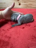 Light Pink, a female Weimaraner for sale in Earlville, NY – 2 of 2