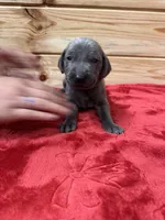Orange AKC, a male Weimaraner for sale in Earlville, NY – 6 of 8