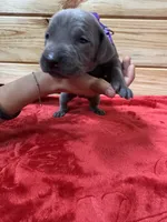 Purple AKC, a female Weimaraner for sale in Earlville, NY – 4 of 7
