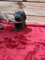 Black AKC, a male Weimaraner for sale in Earlville, NY – 4 of 7