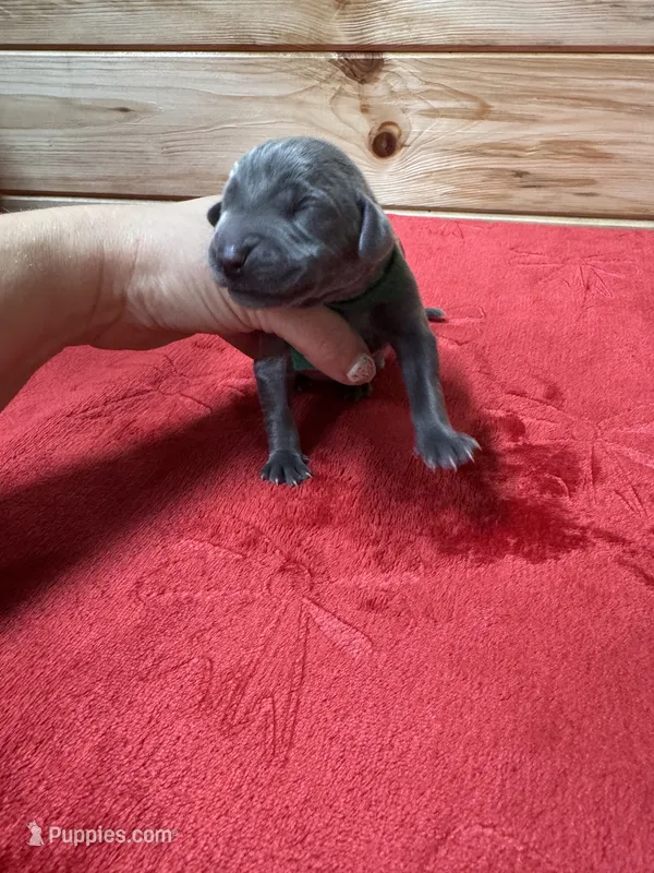 Green, a male Weimaraner for sale in Earlville, NY – 1 of 2