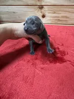 Green, a male Weimaraner for sale in Earlville, NY – 1 of 2