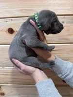 Green AKC, a male Weimaraner for sale in Earlville, NY – 8 of 8