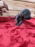 Orange AKC, a male Weimaraner for sale in Earlville, NY – 5 of 8