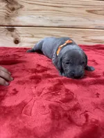 Orange AKC, a male Weimaraner for sale in Earlville, NY – 3 of 8