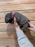 Hot Pink AKC, a female Weimaraner for sale in Earlville, NY – 6 of 7