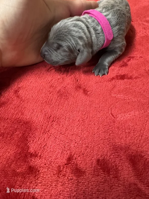 Hot Pink, a female Weimaraner for sale in Earlville, NY – 1 of 2