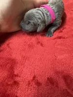 Hot Pink, a female Weimaraner for sale in Earlville, NY – 1 of 2