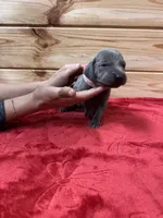 Light Pink AKC, a female Weimaraner for sale in Earlville, NY – 3 of 8