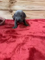 Blue AKC, a male Weimaraner for sale in Earlville, NY – 6 of 8