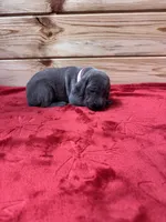 Light Pink AKC, a female Weimaraner for sale in Earlville, NY – 4 of 8