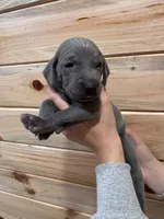 Light Pink AKC, a female Weimaraner for sale in Earlville, NY – 8 of 8