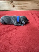 Blue, a male Weimaraner for sale in Earlville, NY – 2 of 2