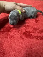 Lime Green, a male Weimaraner for sale in Earlville, NY – 2 of 2