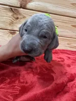 Lime Green AKC, a male Weimaraner for sale in Earlville, NY – 3 of 8
