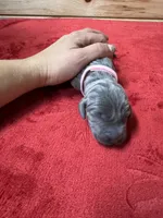 Light Pink, a female Weimaraner for sale in Earlville, NY – 1 of 2