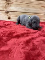 Lime Green AKC, a male Weimaraner for sale in Earlville, NY – 6 of 8