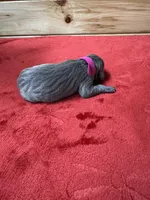 Hot Pink, a female Weimaraner for sale in Earlville, NY – 2 of 2