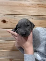 Green AKC, a male Weimaraner for sale in Earlville, NY – 7 of 8