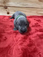 Green AKC, a male Weimaraner for sale in Earlville, NY – 3 of 8