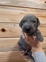 Blue AKC, a male Weimaraner for sale in Earlville, NY – 7 of 8