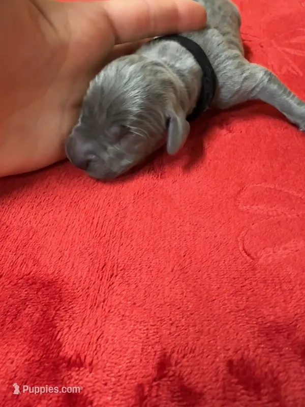 Black, a male Weimaraner for sale in Earlville, NY – 1 of 2
