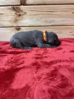 Orange AKC, a male Weimaraner for sale in Earlville, NY – 4 of 8