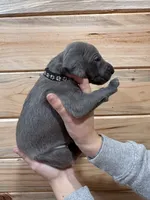 Black AKC, a male Weimaraner for sale in Earlville, NY – 7 of 7
