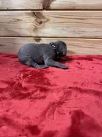 Black AKC, a male Weimaraner for sale in Earlville, NY – 3 of 7