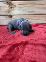 Purple AKC, a female Weimaraner for sale in Earlville, NY – 5 of 7