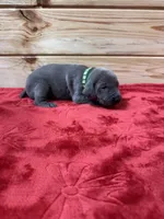 Green AKC, a male Weimaraner for sale in Earlville, NY – 6 of 8