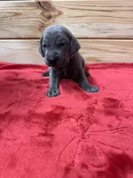 Hot Pink AKC, a female Weimaraner for sale in Earlville, NY – 3 of 7