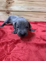 Purple AKC, a female Weimaraner for sale in Earlville, NY – 3 of 7