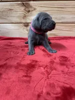 Hot Pink AKC, a female Weimaraner for sale in Earlville, NY – 4 of 7