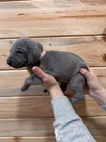 Light Pink AKC, a female Weimaraner for sale in Earlville, NY – 7 of 8