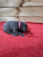 Hot Pink AKC, a female Weimaraner for sale in Earlville, NY – 5 of 7