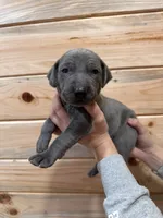 Orange AKC, a male Weimaraner for sale in Earlville, NY – 7 of 8