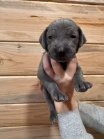 Purple AKC, a female Weimaraner for sale in Earlville, NY – 6 of 7