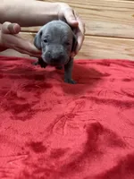 Blue AKC, a male Weimaraner for sale in Earlville, NY – 3 of 8