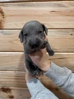 Black AKC, a male Weimaraner for sale in Earlville, NY – 6 of 7