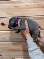 Purple AKC, a female Weimaraner for sale in Earlville, NY – 7 of 7