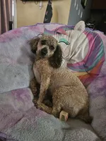 Rocky, a male Miniature Aussiedoodle for sale in Mount Olive, NC – 7 of 10