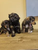 Rocky, a male Miniature Aussiedoodle for sale in Mount Olive, NC – 4 of 10