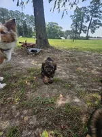 Dolly, a female Miniature Australian Shepherd for sale in Mount Olive, NC – 4 of 5